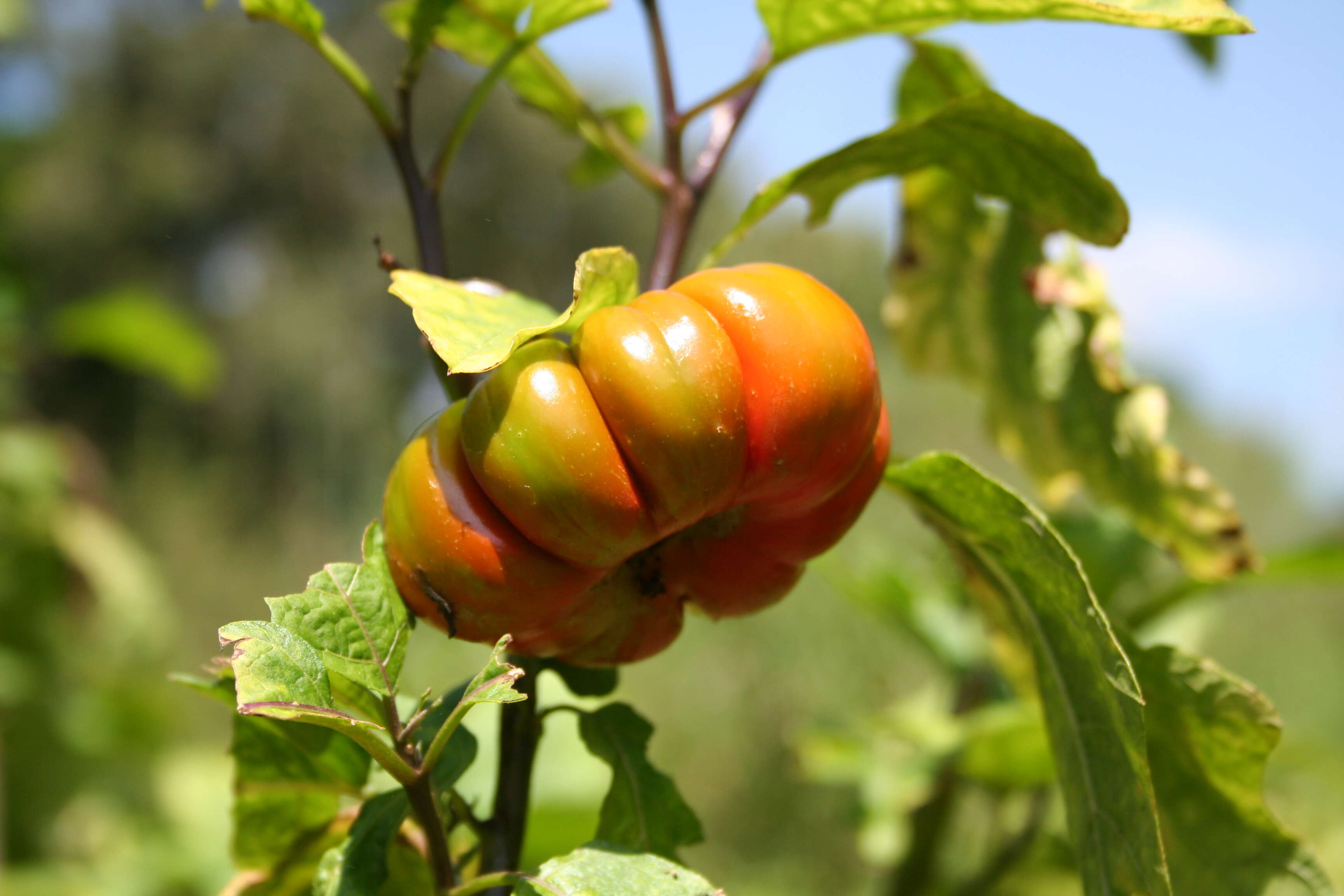 Image de Solanum aethiopicum L.