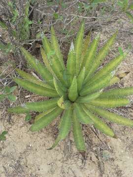 Image de Agave univittata Haw.