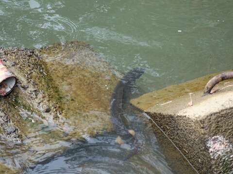 Image of Longfin eel