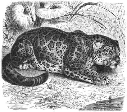 Image de jaguar