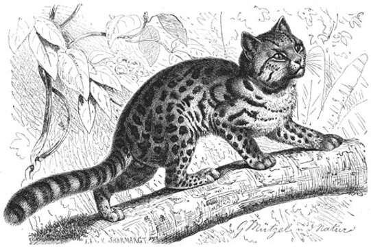 Image of little spotted cat