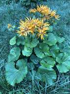 Image of summer ragwort