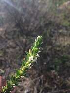 Image of Gnidia spicata (L. fil.) Gilg