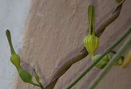 Image de Ceropegia cycniflora R. A. Dyer