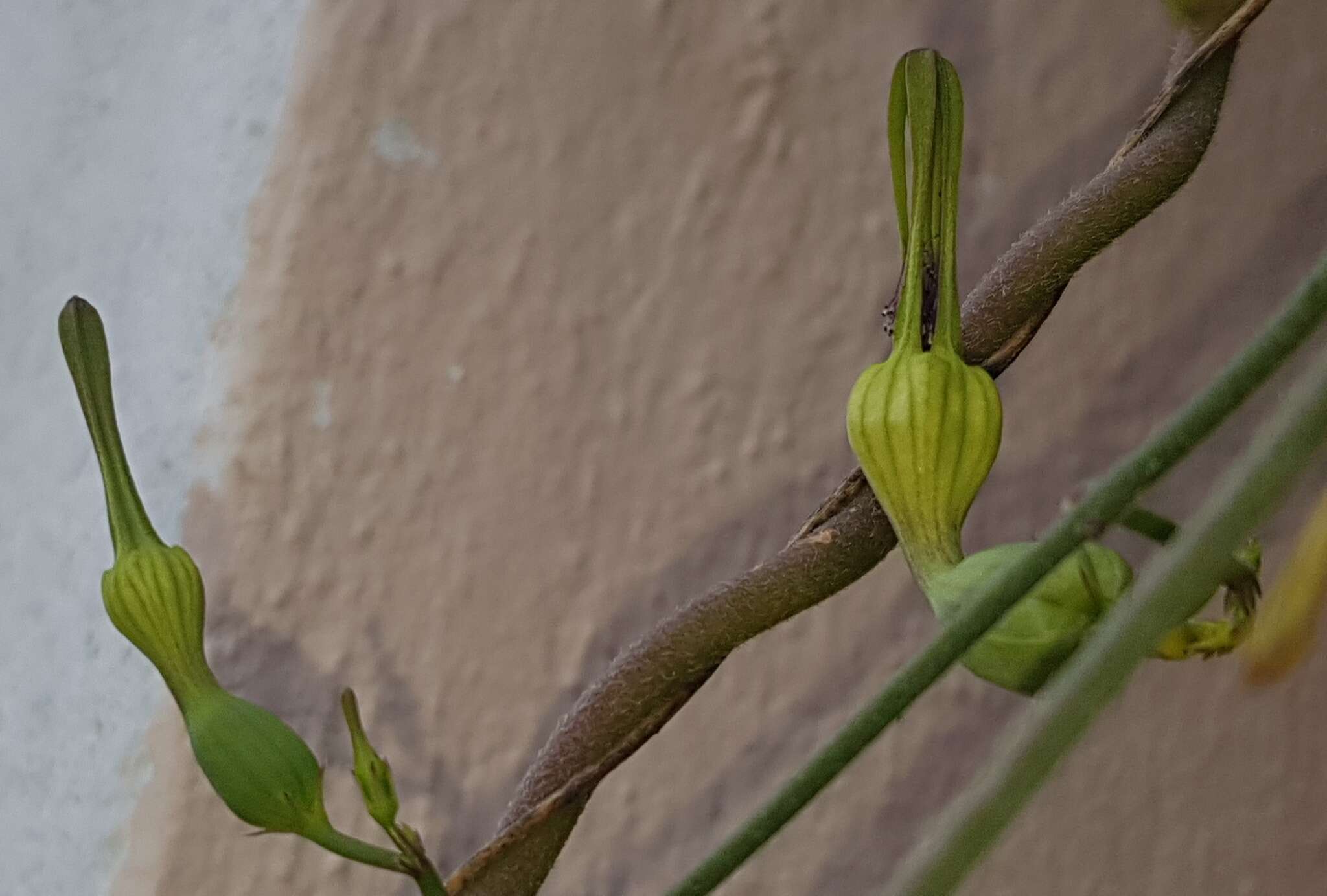 Image de Ceropegia cycniflora R. A. Dyer