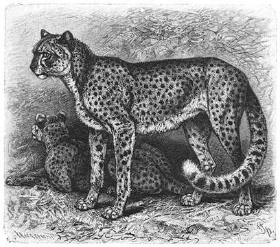 Image of Acinonyx Brookes 1828