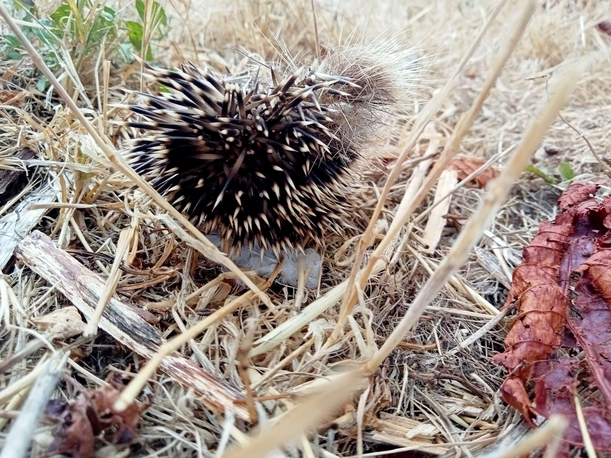 Imagem de Erinaceus europaeus europaeus