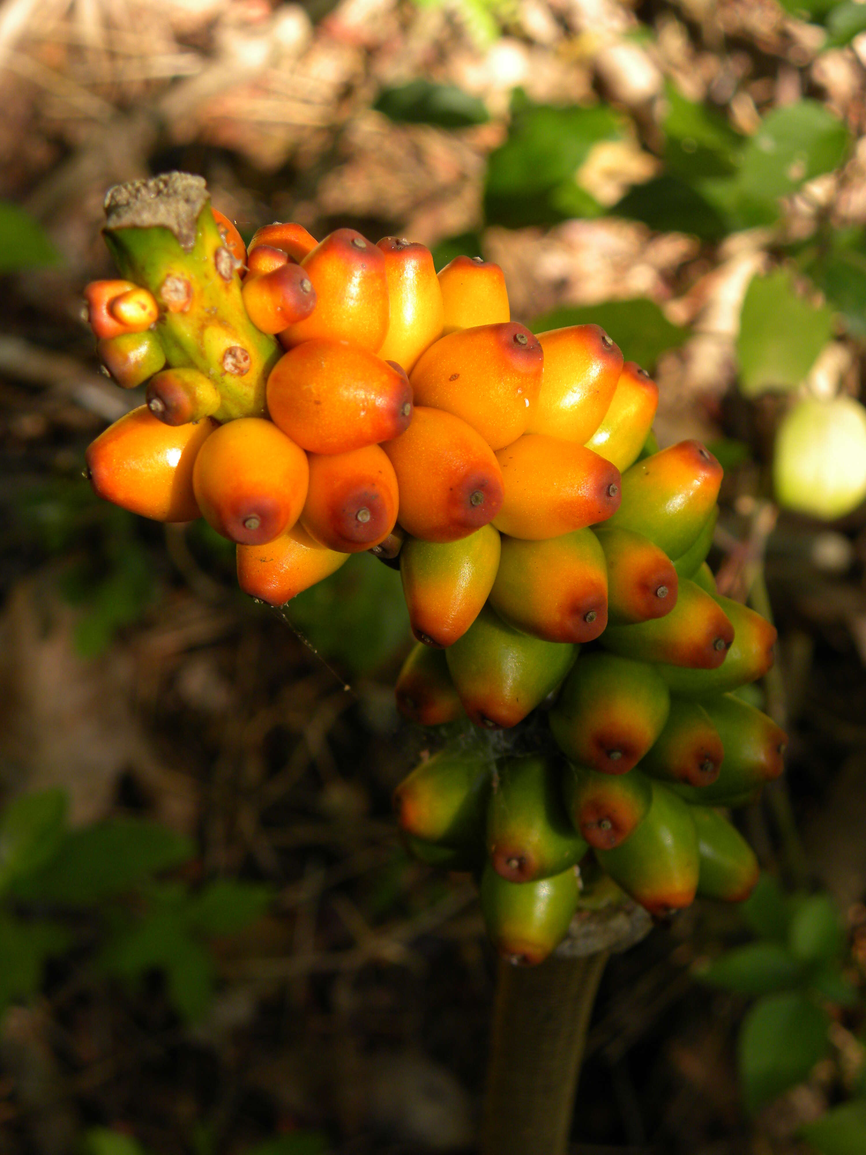 Image of Elephant foot yam