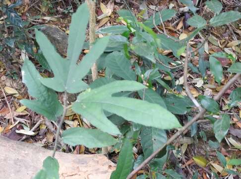 Image of Ficus simplicissima Lour.