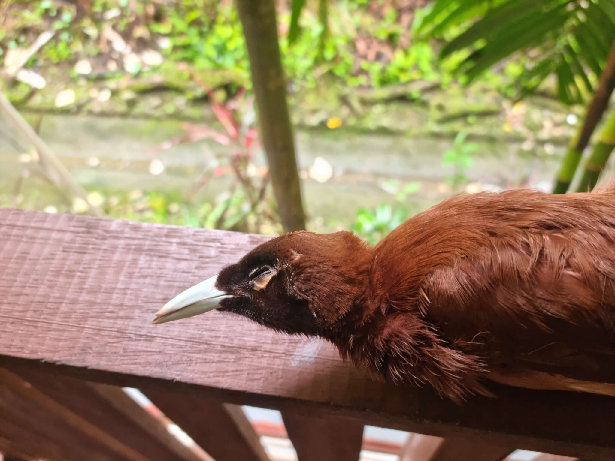 大極樂鳥的圖片