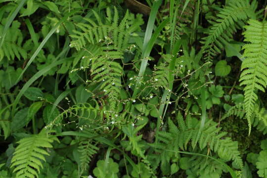 Image of Valeriana flaccidissima Maxim.