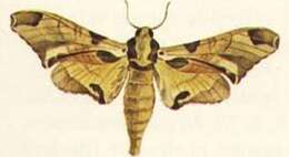 Image of Batocnema africanus (Distant 1899)