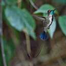 Image of Marvelous Spatuletail