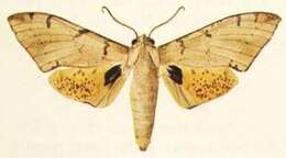 Image de Platysphinx piabilis (Distant 1897)