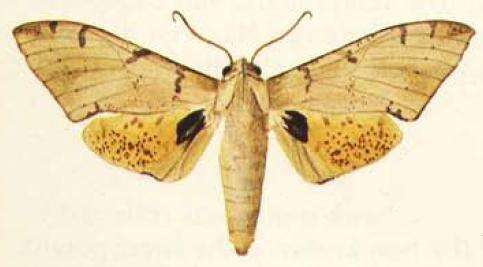 Image de Platysphinx piabilis (Distant 1897)