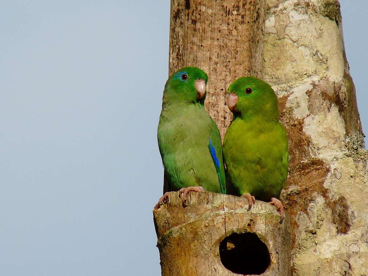 Image of Spectacled Parrotlet