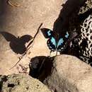 Image of Papilio epiphorbas Boisduval 1833