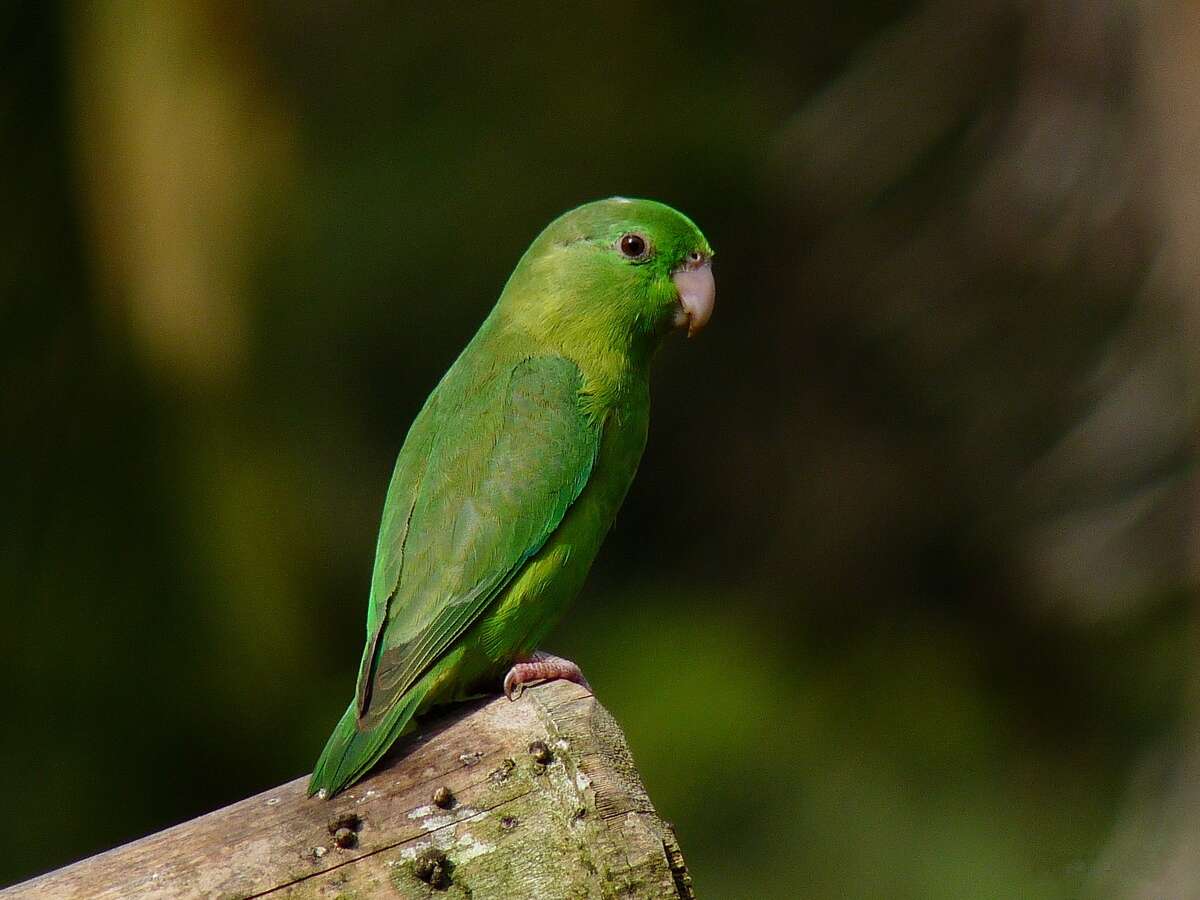 Image of Spectacled Parrotlet