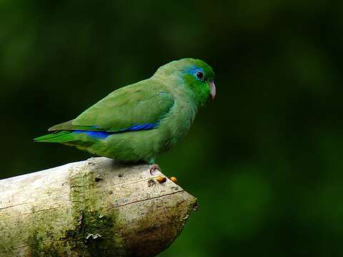 Image of Spectacled Parrotlet