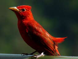 Image of Summer Tanager