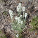 Image of roundspike cryptantha