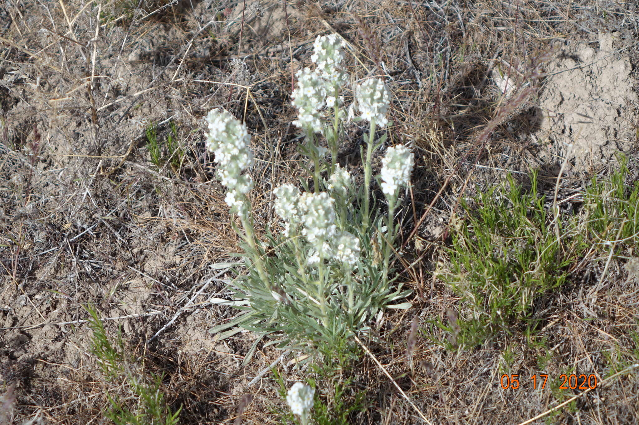 Image of roundspike cryptantha