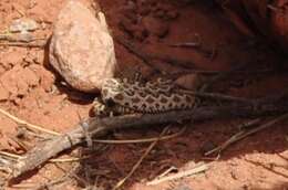 Imagem de Crotalus oreganus concolor Woodbury 1929