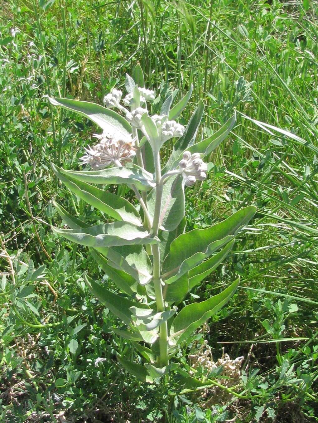 Слика од Asclepias speciosa Torr.