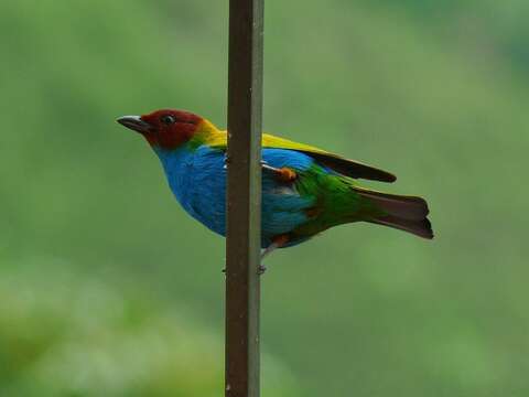 Image of Bay-headed Tanager