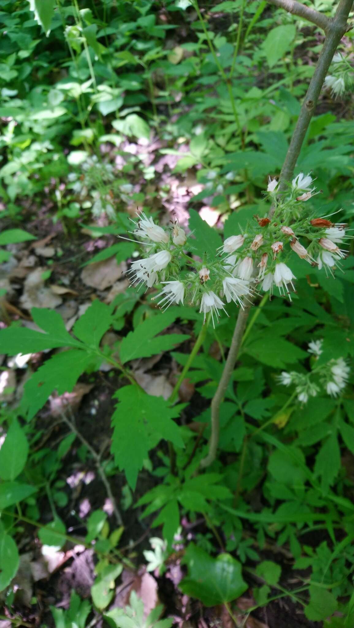 Image de Hydrophyllum virginianum var. virginianum