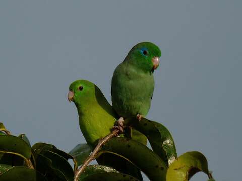 Image of Spectacled Parrotlet