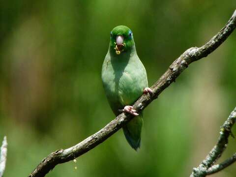 Image of Spectacled Parrotlet