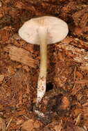 Image of Entoloma griseum Peck 1904