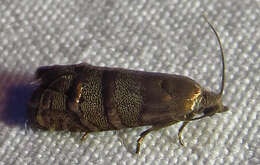 Image of Eastern Pine Seedworm Moth