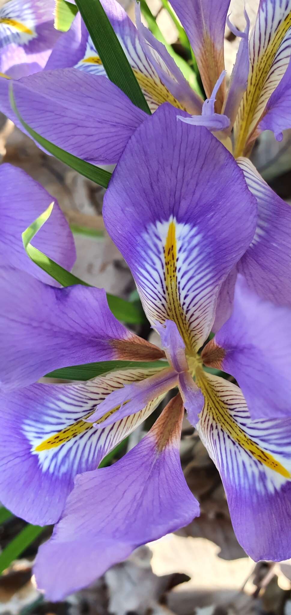 Plancia ëd Iris unguicularis subsp. unguicularis