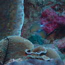 Image of Ovate chromis