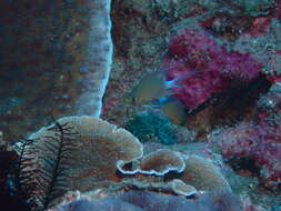 Image of Ovate chromis