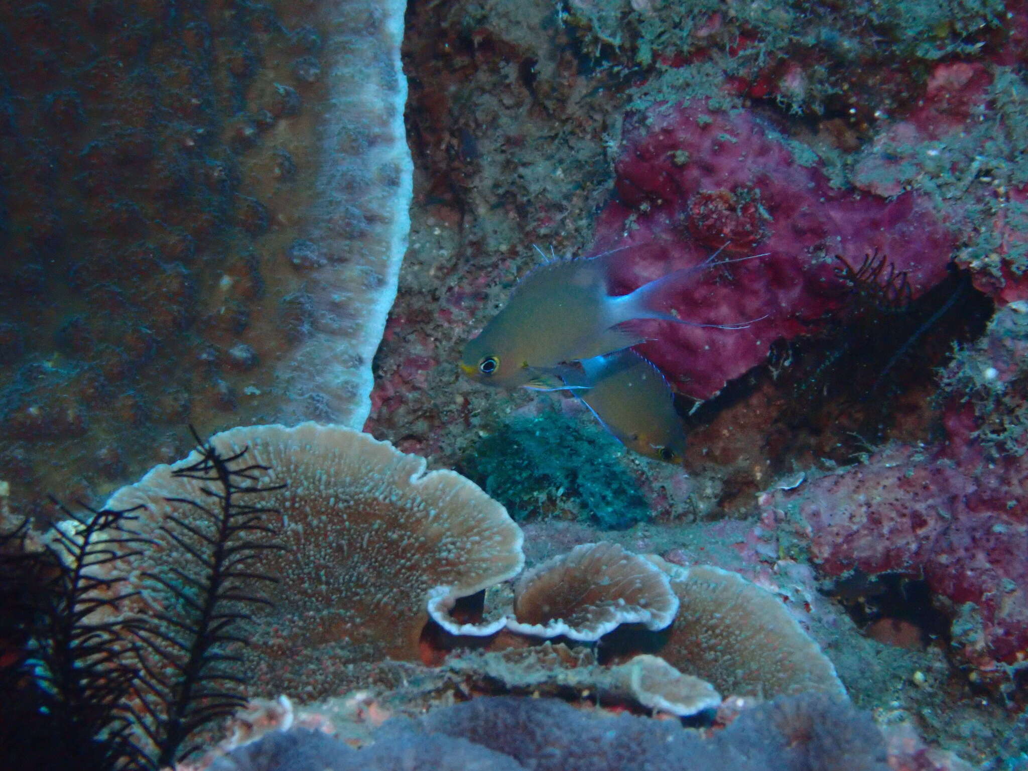 Image of Ovate chromis