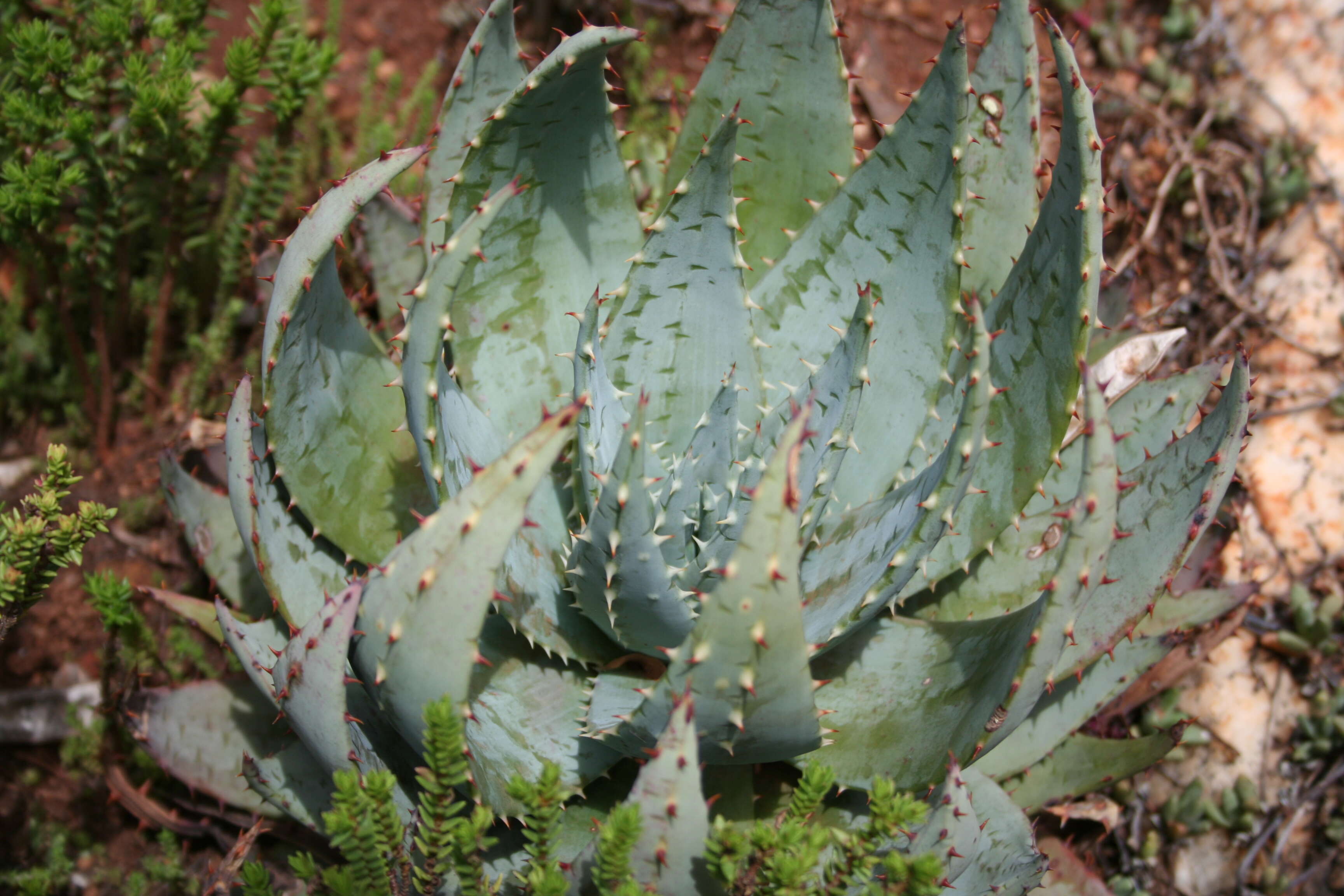 Image of Magalies aloe