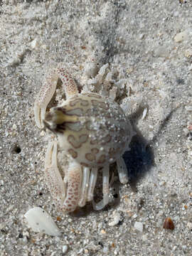 Image of Mottled Purse Crab