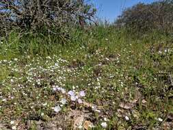 Image of Douglas' phacelia