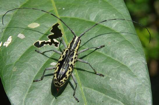 Macrochenus tigrinus (Olivier 1792)的圖片