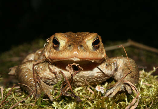 Image of Common Toad