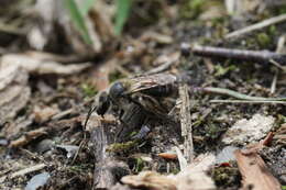 Image of Bradley's Andrena