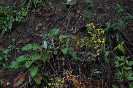 Image of shale barren buckwheat