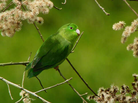 Image of Spectacled Parrotlet