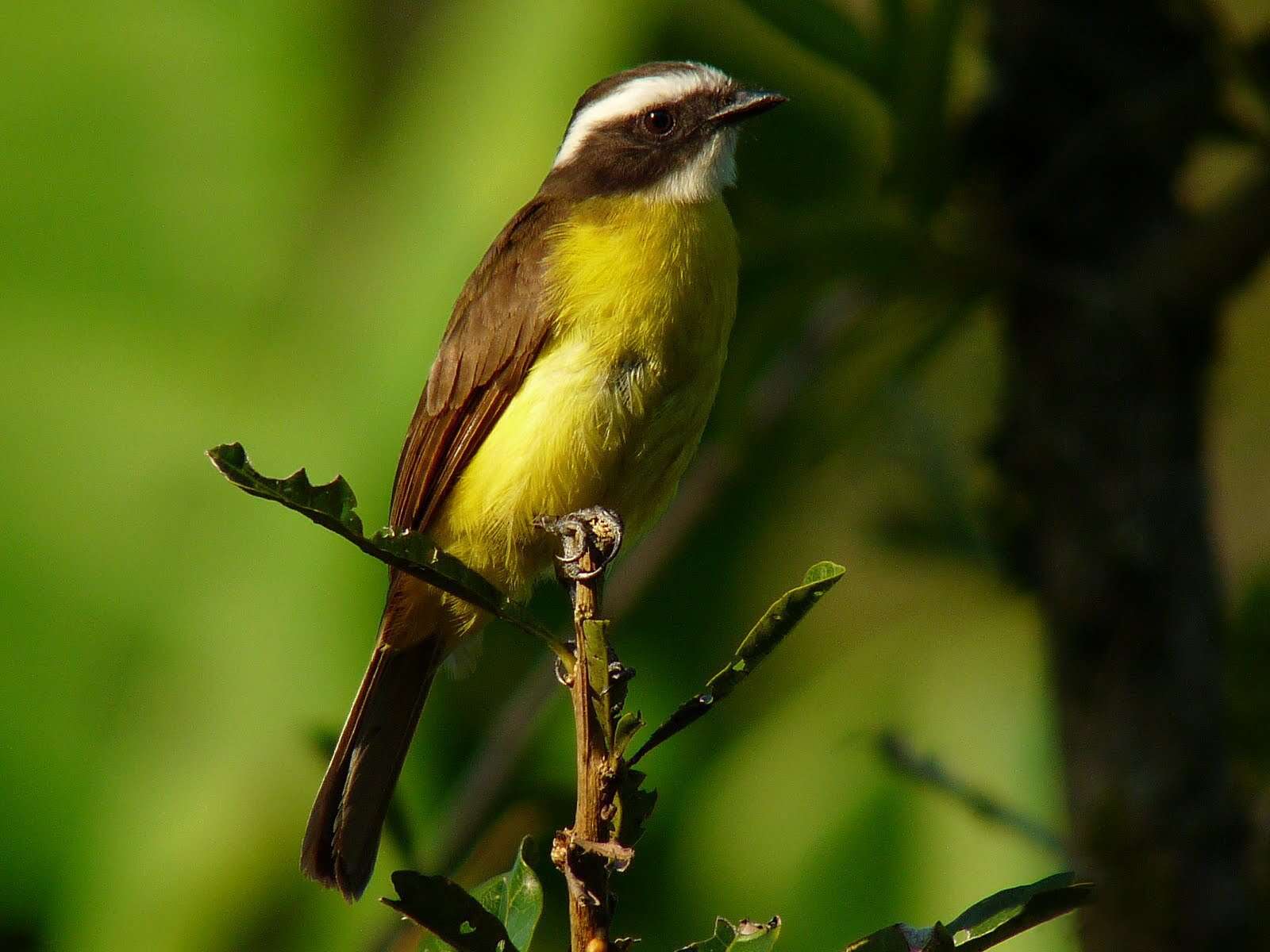 صورة Myiozetetes cayanensis (Linnaeus 1766)