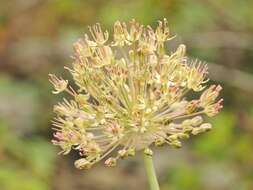 صورة Allium taschkenticum