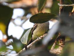 Image of Amazonian Scrub Flycatcher