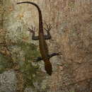 Image of Brilliant South American Gecko